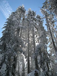 More Tallness of Trees