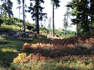 Fall leaving 1st Kendall lake.