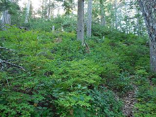 more typical trail up