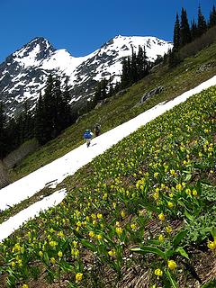Glacier lilies, hikers, & Mesahchie