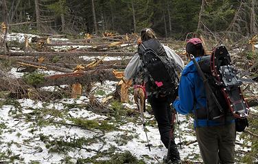 Trees snapped off by avalanche