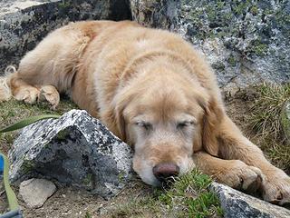 Give a dog a break . . . Switchback Peak.