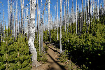 Silver forest. Mt Jefferson Wilderness, OR