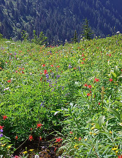 Flower slope and dark trees beyond