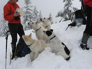 All 4 dogs begging