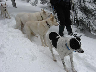 Jasper leads the way