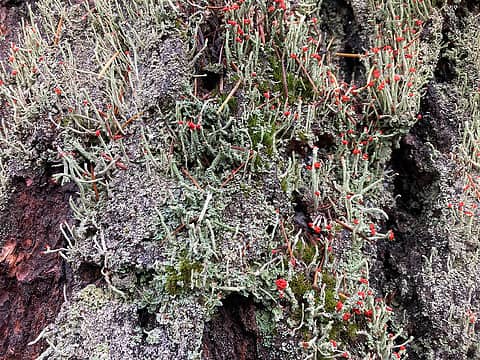 Cladonia bellidiflora ( toy soldiers...)