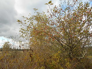 West Rocky Prairie Wildlife Area 100519 11