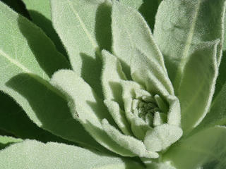 Mullein Design