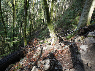 Chain suspension for fallen tree on Chirico trail.