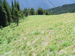 Looking back down the meadow