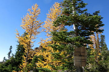 Ingalls Pass larches