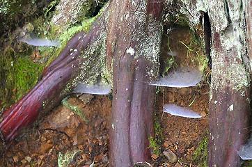 Spider condos and red cedar root