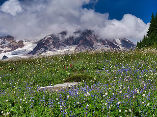 Flower Field