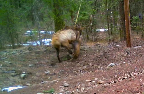 Elk vs. Cougar