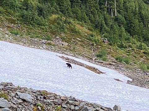 13.5_fleeing bear that was coming straight toward us but did a quick u-turn when we spoke to him/her/they