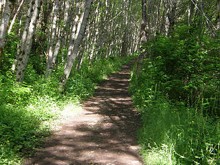 Lower section of Rattlesnake Mountain Trail.
