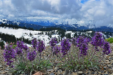 roadside flowers 1