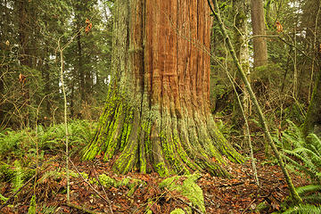 Stanley Park, Vancouver Portfolio: <a href="http://www.lucascometto.com" target="_blank">www.lucascometto.com</a>