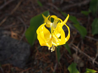 Glacier Lily