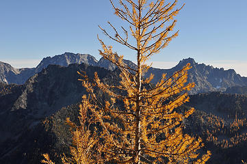 Larch on Eightmile
