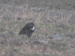 Blue grouse "whumping"