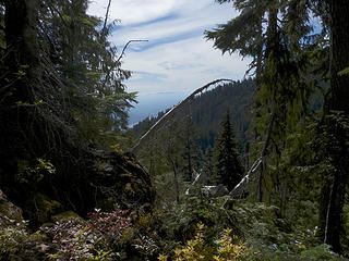 Forest, view opening up