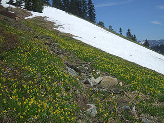 Glacier lilies line the trail
