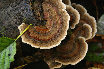 shelf fungus