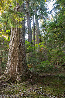 An impressive old growth forest with a few giants