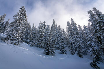 Snowy forest