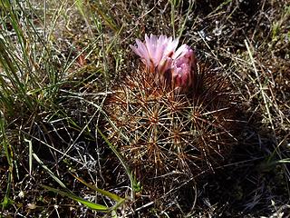 Hedgehog cactus in bloom.