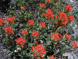 Applegate's Paintbrush