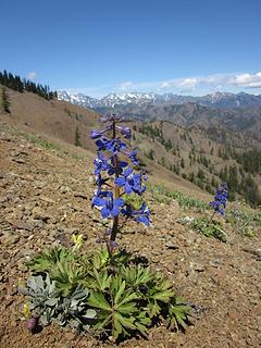 Larkspur