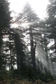 Sunburst through fog on Persis trail