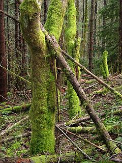 Mossy trunks