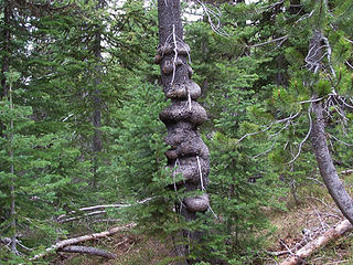 Knobby tree.