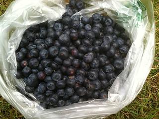 Blueberries!!!