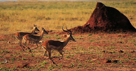 Impala, Matusadona National Park, Zimbabwe