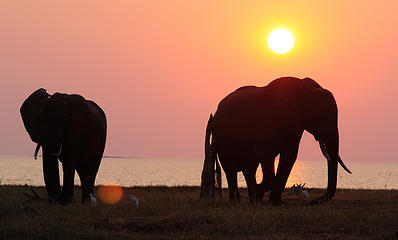 Elephant, Matusadona National Park, Zimbabwe