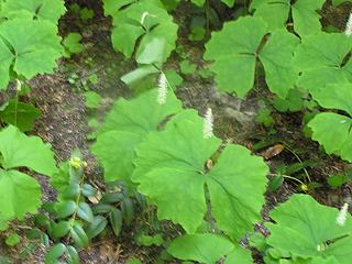 Vanilla Leaf and Oregon Grape