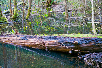 Beaver Pond. 
Oyster Dome via Blanchard, 3/29/13, Bellingham WA