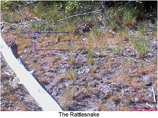 Rattlesnake!!!!!!!!