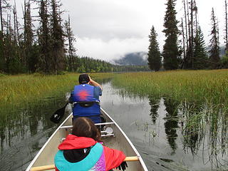 Channel through the swamp grass