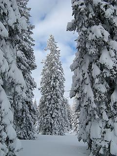 Pathway through the big snowy trees