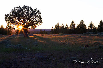 Juniper and meadow camp