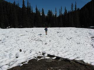 Spider Meadow