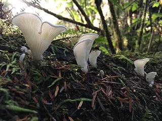 Kalaloch Nature Trail fungi 092419 03 KK