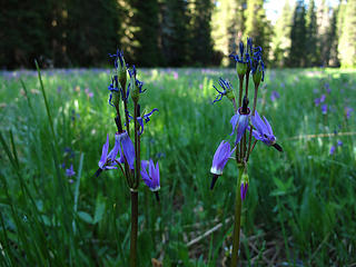 poet's shooting star. 
Lk Eleanor trail to Grand Park MRNP 7/17/10