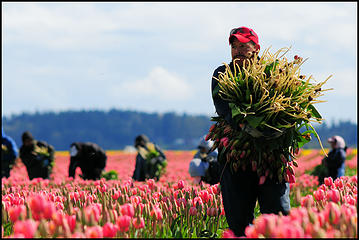 Worker in Skagit Valley flower field. Those people really work hard.